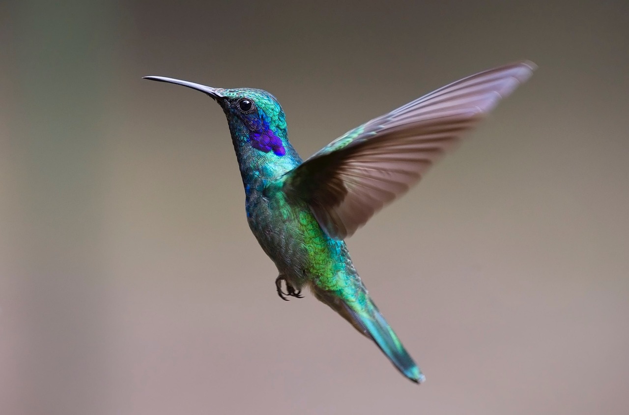Using Bird-Friendly Designs in Urban Areas to Improve Biodiversity